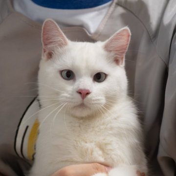 サイベリアン&ブリティッシュショットヘア【大阪府・男の子・2025年3月9日・ホワイト】の写真「手育ちの甘えん坊、純白ブルーの瞳」