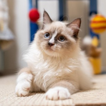 ラグドール【大阪府・女の子・2025年6月20日・シールポイントバイカラー】の写真「秋🍁キャンーペン中！人馴れの甘えん坊❤️」