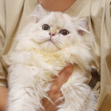 ブリティッシュロングヘア【大阪府・女の子・2024年5月5日・ゴールデンポイント】の写真「好奇心満々、甘くて可愛い」