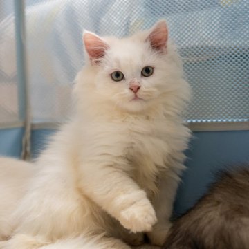 サイベリアンXブリティッシュショットヘア【大阪府・男の子・2025年9月1日・ホワイト】の写真「穏やかで優しい白猫ちゃん」
