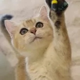 ブリティッシュショートヘア