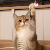 ブリティッシュショートヘア