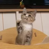 ブリティッシュショートヘア