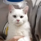 サイベリアン&ブリティッシュショットヘア【大阪府・男の子・2025年3月9日・ホワイト】の写真1