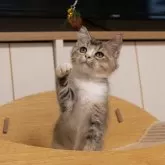 ブリティッシュショートヘア