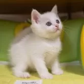 ブリティッシュショートヘア