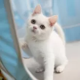 ブリティッシュショートヘア