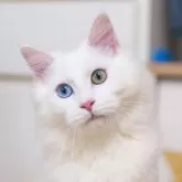 サイベリアン&ブリティッシュショットヘア