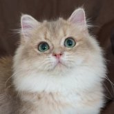 ブリティッシュロングヘア