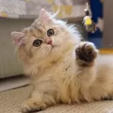 ブリティッシュショートヘア