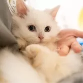 サイベリアンXブリティッシュショットヘア【大阪府・男の子・2025年9月1日・ホワイト】の写真1