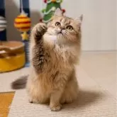 ブリティッシュショートヘア