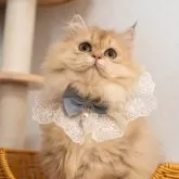 ブリティッシュショートヘア