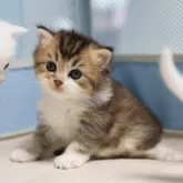 ブリティッシュショートヘア
