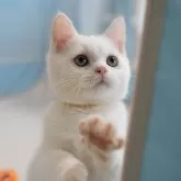 ブリティッシュショートヘア