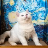 ブリティッシュショートヘア【大阪府・男の子・2025年8月1日・ホワイト】の写真2