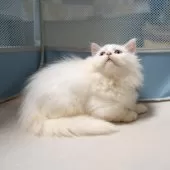サイベリアンXブリティッシュショットヘア【大阪府・男の子・2025年9月1日・ホワイト】の写真4