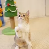 ブリティッシュショートヘア【大阪府・女の子・2025年5月8日・ゴールデンシェーデッド&ホワイト】の写真3