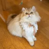 ブリティッシュショートヘア【大阪府・女の子・2025年5月8日・ゴールデンシェーデッド】の写真3