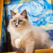 ラグドール【大阪府・女の子・2025年6月20日・シールポイントバイカラー】の写真3