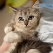 サイベリアンXブリティッシュショットヘア【大阪府・女の子・2025年9月1日・ブラウンタビー&ホワイト】の写真6