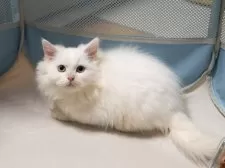 サイベリアンXブリティッシュショットヘア【大阪府・男の子・2025年9月1日・ホワイト】の写真5