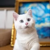 ブリティッシュショートヘア【大阪府・男の子・2025年8月1日・ホワイト】の写真4