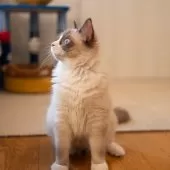 ラグドール【大阪府・男の子・2025年4月18日・シールポイントバイカラー】の写真3