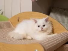 サイベリアンXブリティッシュショットヘア【大阪府・男の子・2025年9月1日・ホワイト】の写真6