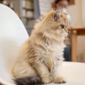 ブリティッシュショートヘア【大阪府・女の子・2025年5月8日・ゴールデンシェーデッド】の写真3