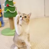 ブリティッシュショートヘア【大阪府・女の子・2025年5月8日・ゴールデンシェーデッド&ホワイト】の写真4