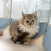 サイベリアンXブリティッシュショットヘア【大阪府・女の子・2025年9月1日・ブラウンタビー&ホワイト】の写真4