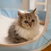 サイベリアンXブリティッシュショットヘア【大阪府・女の子・2025年9月1日・ブラウンタビー&ホワイト】の写真2