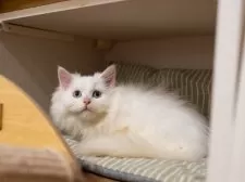 サイベリアンXブリティッシュショットヘア【大阪府・男の子・2025年9月1日・ホワイト】の写真7