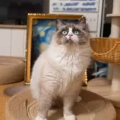 ラグドール【大阪府・男の子・2025年4月18日・シールポイントバイカラー】の写真5