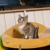 ブリティッシュショートヘア【大阪府・女の子・2025年8月26日・ブラウンタビー&ホワイト】の写真4