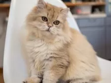 ブリティッシュショートヘア【大阪府・女の子・2025年5月8日・ゴールデンシェーデッド】の写真8