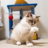 ラグドール【大阪府・女の子・2025年6月20日・シールポイントバイカラー】の写真5