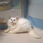 サイベリアンXブリティッシュショットヘア【大阪府・男の子・2025年9月1日・ホワイト】の写真2