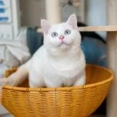 ブリティッシュショートヘア【大阪府・男の子・2025年8月1日・ホワイト】の写真6