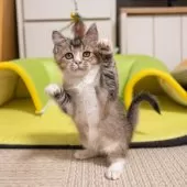 ブリティッシュショートヘア【大阪府・女の子・2025年8月26日・ブラウンタビー&ホワイト】の写真6