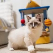 ラグドール【大阪府・女の子・2025年6月20日・シールポイントバイカラー】の写真6