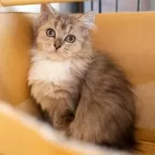 サイベリアンXブリティッシュショットヘア【大阪府・女の子・2025年9月1日・ブラウンタビー&ホワイト】の写真7