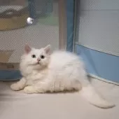 サイベリアンXブリティッシュショットヘア【大阪府・男の子・2025年9月1日・ホワイト】の写真3