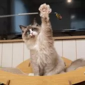 ラグドール【大阪府・男の子・2025年4月18日・シールポイントバイカラー】の写真7