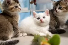 ブリティッシュショートヘア【大阪府・男の子・2025年8月26日・ホワイト】の写真9