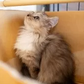 サイベリアンXブリティッシュショットヘア【大阪府・女の子・2025年9月1日・ブラウンタビー&ホワイト】の写真9