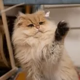 ブリティッシュロングヘア【大阪府・男の子・2024年2月14日・チョコレートゴールデン(ロングヘア)】の写真8