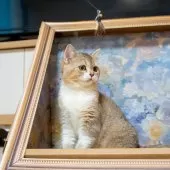 ブリティッシュショートヘア【大阪府・女の子・2025年5月8日・ゴールデンシェーデッド&ホワイト】の写真9