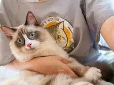 ラグドール【大阪府・男の子・2025年4月18日・シールポイントバイカラー】の写真8